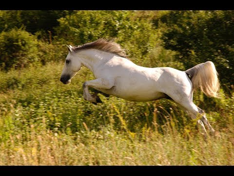 EL CABALLO COMO MASCOTA Y CUIDADOS BASICOS