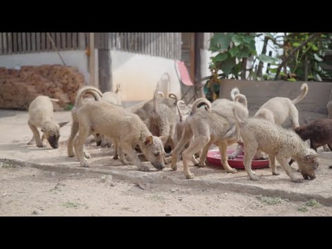 How To Decrease Stray Dogs Overpopulation - ElephantNews