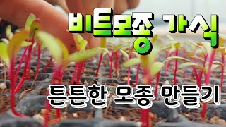 비트모종 가식 튼튼한 모종 만들기는 이제부터 비트효능#Bit model raising
