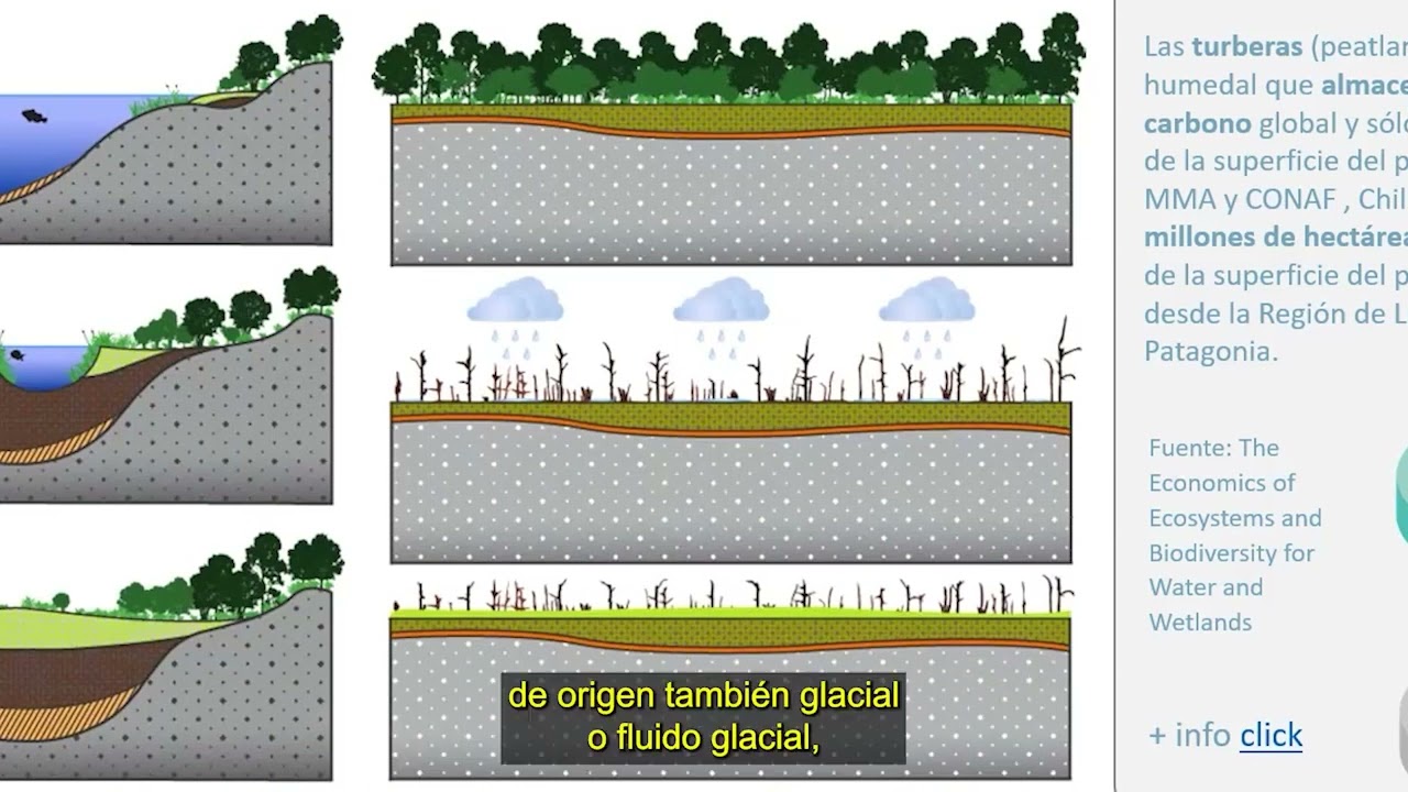 HUM2 M1V1 <br>Importancia de los humedales para la sustentabilidad