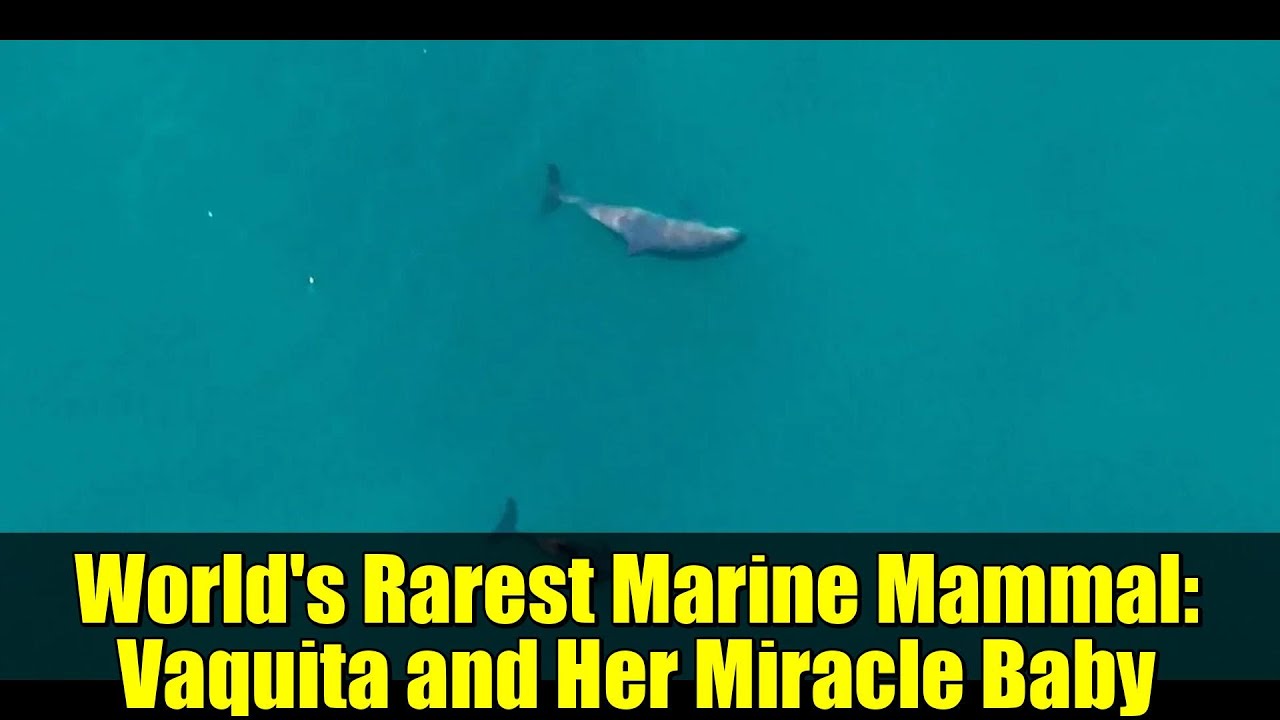 Birth of Vaquita Calf in Gulf of California Sparks Cautious Optimism