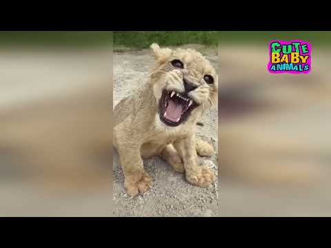 Cutest Lion Cubs Roar Telling That He is a King - Baby Lion Roaring