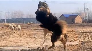 Tibetan Mastiff Vs Wolf In a Real Fight - Tibetan Mastiff Caught On Camera Against Wolf! - PITDOG