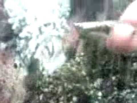 Koby Monkey - 2010 - webcamrip