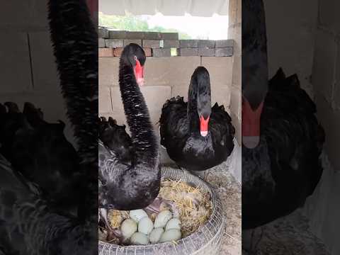 The Secret of the Black Swan.#animal #swan