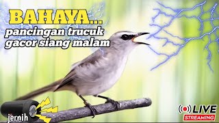 Download lagu SUARA TRUCUKAN GACOR SUPER JERNIH DAN JELAS NONSTOP SIANG MALAM mp3