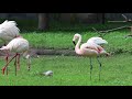 A New Flamingo Hatchling At The Detroit Zoo