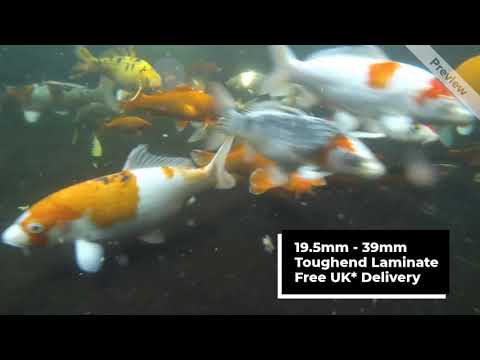 Koi Fish Pond Glass Window