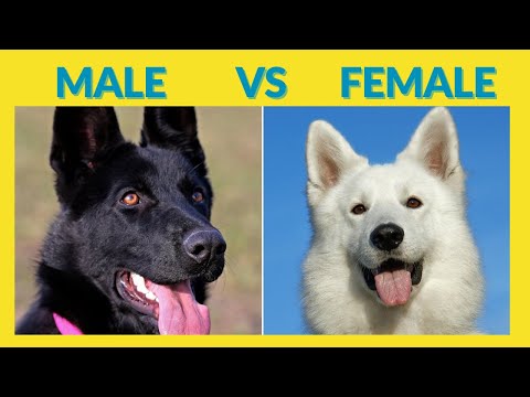 Uncovering Surprising Differences Between Male and Female Dogs
