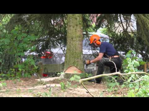 Baum in Garten Fällen mit Hilfe eines Greifzuges