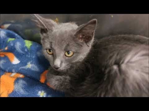 Belushi and Rosanne Rosannadanna