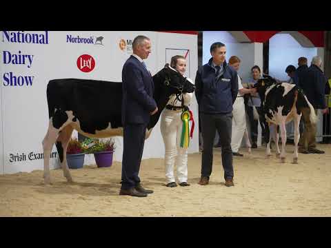 Final National Dairy Show Video .8 Month old Calf led by handler aged 12 or Under. .Euro Laurie.