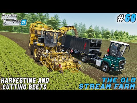 Harvesting & cutting beets for sugar production | The Old Stream Farm | Farming simulator 22 |  #60