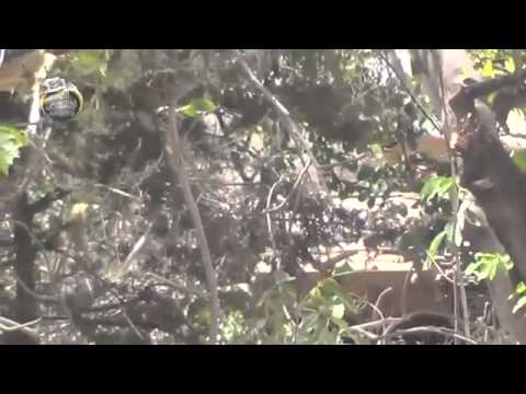 اشتباكات بين ألوية الحبيب المصطفى  وقوات النظام في الغوطة الشرفية