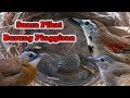 Suara Pikat Burung Pinggiran Ampuh Mengundang Burung Tepus Pelanduk Topi Hitam Pelanduk Semak DLL