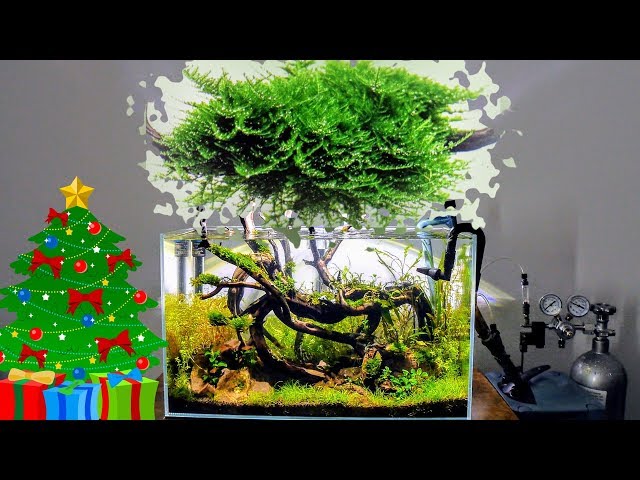 Mini Christmas Moss | Care Guide | Aquascaping