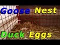 Goose Nest Full Of Duck Eggs #91 Wintering Ducks ...