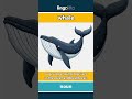 whale - a very large animal that li... video thumbnail