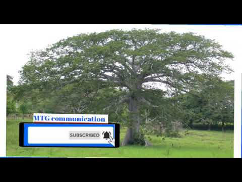 Thiakh bi kouko tegui am 10000f cfa