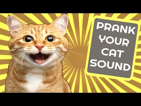 Prank Your Cat Sound