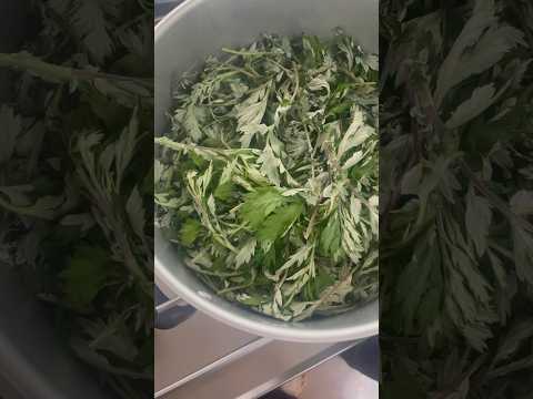 よもぎ 植物