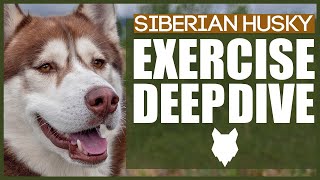 HOW MUCH EXERCISE DOES A SIBERIAN HUSKY NEED?