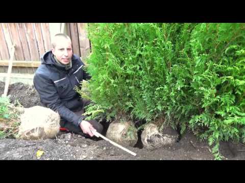 Planting a hedge | Thuja | First hedge trimming | Tutorial | HD