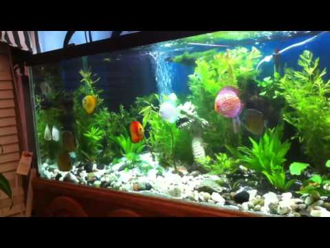 Discus and Flowerhorn Show Tank
