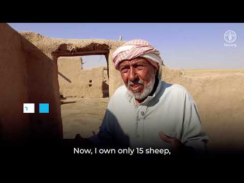 SHF and FAO protect livestock families in Northeast Syria rely on for survival