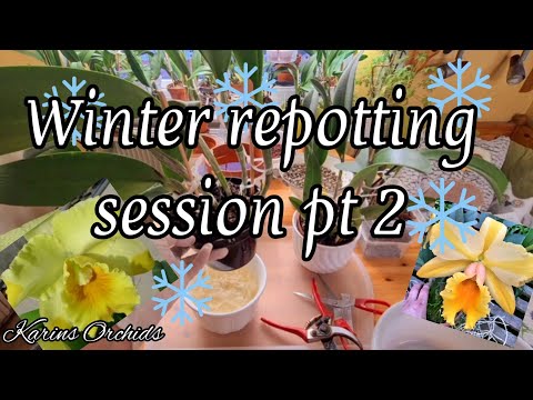 , title : 'Orchid winter repotting session pt 2'