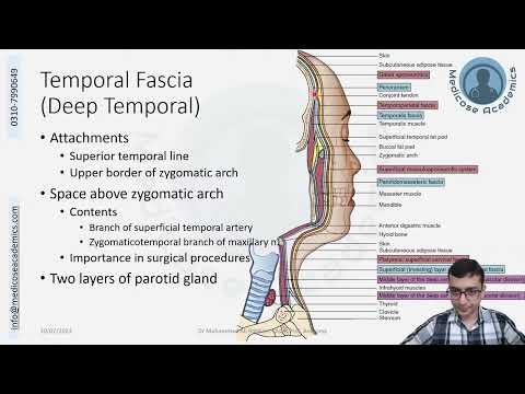 Temporal Fascia Superficial & Deep