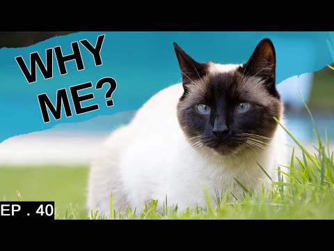 7 Reasons to adopt a Siamese Cat