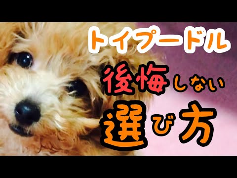 プードルの種類 - トイ、ドワーフ、ミディアム、スタンダード