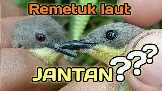 Download lagu The Right Way to Differentiate Male and Female Sea Remetuk Birds mp3