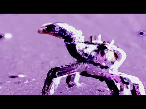 Chá de Cogu - Saíbe, NANDO & Tuts