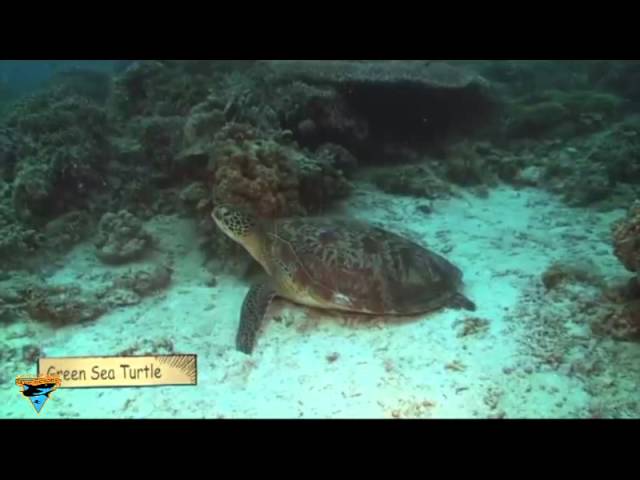 Apo Reef Diving