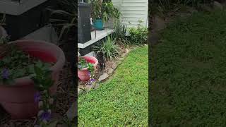 Video preview image #1 Dachshund Puppy For Sale in Shelbyville, TN, USA