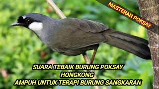 Download lagu Pikat burung poksay hongkong bagus untuk terapi dan pancingan mp3 Download lagu Pikat burung poksay hongkong bagus untuk terapi dan pancingan mp3