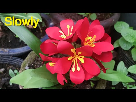 ABC TV | How To Make Easy Clivia Paper Flower | Flower Die Cuts (Slowly) - Craft Tutorial