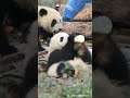 Wherever There Is Bottled Milk There Are Baby Pandas IPanda Shorts