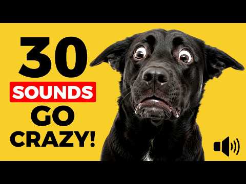 🐶 30 Dog Sounds Dogs Go Crazy For ❤️ Press Play For Your DOG!