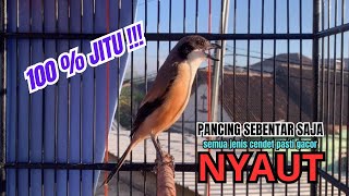 Download lagu cendet gacor AMPUH TOET TOET FULL MATERI PANCINGAN CENDET AGAR BUNYI bikin BURUNG PENTET GACOR AKTIF mp3