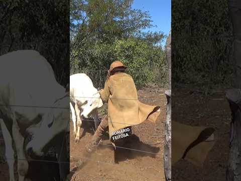 Vaqueiro duro Agarrou com a vaca #pegadeboinomato #romariofeitosa