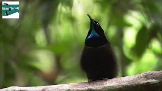 Download lagu Burung Cendrawasih Dada Biru Suara Keras !! mp3 Download lagu Burung Cendrawasih Dada Biru Suara Keras !! mp3