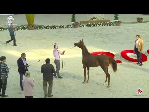 N 54 SHAELA ALBIDAYER   Sharjah Arabian Horse Festival 2020   Fillies 2 Years Old Class 2A