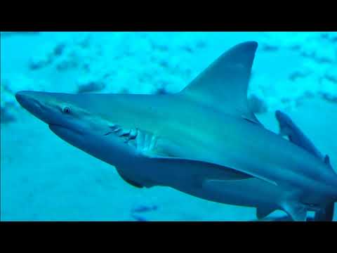 Oceana：Facts – The Sandbar Shark
