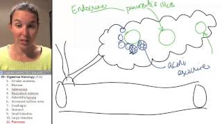 Digestive histology - Pancreas