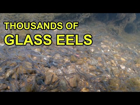 Thousands of Glass Eels in UK River (Elvers)