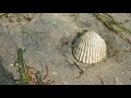 MUYALTHEEVU TUTICORIN THUTHUKUDI முயல் தீவு HARE ISLAND TUTICORIN