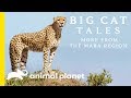 The Cheetah Big Cat Tales More From The Mara Region